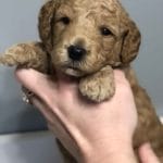 TEACUP GOLDENDOODLE PUPPIES, Precious Doodle Dogs, Teacup Doodle Dogs, Goldendoodle, Doodle Dog, Golden Doodles, Goldendoodle for sale, Goldendoodle puppies for sale, Miniature goldendoodle, goldendoodle puppies, mini goldendoodle, mini puppies, mini goldendoodle size, Mini Doodle Dogs, f1 goldendoodle, golden retriever poodle, chocolate goldendoodle, small doodles, goldendoodle temperament, goldendoodle colors, goldendoodle price, white goldendoodle, f2 goldendoodle, mini goldendoodle price, mini goldendoodle full grown, f1 mini goldendoodle, f1b goldendoodle, parti goldendoodle, goldendoodles near me, english goldendoodle, australian goldendoodle, red goldendoodle, doodle breeds, brown goldendoodle, goldendoodle cost, adult mini goldendoodle, golden noodle dog, doodle dog breeds, miniature golden doodle, miniature puppies, golden retriever poodle mix, A Star is Born, A star is born goldendoodle, a star is born dog, Bradley Cooper's Dog, Bradley Cooper Dog, Bradley Cooper's Goldendoodle, arizona goldendoodles, goldendoodle training, goldendoodle size, how big do mini goldendoodles get, goldendoodle full grown, baby goldendoodle, goldendoodle houston, golden doodles for sale, adult goldendoodle, apricot goldendoodle, goldendoodle grooming, mini golden doodles, goldendoodle shedding, f2b goldendoodle, goldendoodle hypoallergenic, goldendoodle names, english cream goldendoodle, golden retriever and poodle mix, mini goldendoodle puppies, micro goldendoodle, mini goldendoodle puppies for sale, miniature goldendoodle for sale, goldendoodle puppies for adoption, teddy bear goldendoodle, mini goldendoodle rescue, medium goldendoodle, black goldendoodle, mini goldendoodle for sale near me, goldendoodle puppies for sale near me, mini doodle, doodle puppies, mini goldendoodle for sale, goldendoodle breeders near me, miniature goldendoodle for sale near me, toy goldendoodle, petite goldendoodle, golden doodle dog, miniature goldendoodle puppies, mini goldendoodle puppies for sale near me, goldendoodles for sale near me, mini goldedoodle breeders, goldendoodle adoption, f1b mini goldendoodle, small goldendoodle, teacup goldendoodle, goldendoodle puppies near me, goldendoodle breeders, how to groom a goldendoodle, great doodle puppies, golden doodle mix, goldendoodle tampa, goldendoodle facts, white doodle dog, white goldendoodle puppy, mini goldendoodle maryland, country mini doodles, goldendoodle los angeles, toy labradoodle puppies for sale, types of goldendoodles, mini golden retriever puppies, golden goldendoodle, mini golden retriever puppies for sale, miniature australian goldendoodle, goldendoodle sacramento, goldendoodle omaha, labradoodle goldendoodle, f1 medium goldendoodle, BEST goldendoodles, pictures of mini goldendoodles, teacup goldendoodle full grown, micro mini goldendoodle full grown, toy goldendoodle price, goldendoodle chicago, retriever doodle, teacup goldendoodle puppies for sale, cute goldendoodle, mini teddy bear puppies, miniature goldendoodle full grown, f2 mini goldendoodle, goldendoodle spokane, mini goldendoodle chicago, micro mini goldendoodle, how nbig do miniature goldendoodles get, brown mini goldendoodle, mini doodle breeds, poodle doodle dog, what is a mini goldendoodle, black mini goldendoodle, mini irish doodle puppies for sale, f1b goldendoodle size, toy golden doodles, chocolate brown goldendoodle puppies for sale, petite goldendoodle full grown, goldendoodle behavior, american goldendoodle, f1b medium goldendoodle, goldendoodle puppy cost, cute goldendoodle puppies, goldendoodle indianapolis, teddy goldendoodle, mini goldendoodle weight, teddy bear golden doodles, f1b goldendoodle puppies for sale, miniature goldendoodle size, chocolate goldendoodle puppy, english cream mini goldendoodle, doodle puppies near me, red miniature goldendoodle, cream goldendoodle, goldendoodle puppy cut, mini goldendoodle hypoallergenic, dog breed goldendoodle, goldendoodle poodle mixes, goldendoodle allergies, goldendoodle info, sandy ridge goldendoodles, lakeshore goldendoodles, toy goldendoodle puppies for sale, labradoodle and goldendoodle, goldendoodle las vegas, goldendoodle phoenix, doodle breeders near me, miniature goldendoodle weight, black and white goldendoodle, sarasota goldendoodles, mini goldendoodle dallas, a goldendoodle, what is a goldendoodle, goldendoodle dallas, mini golden doodles for sale, ginger doodle puppy, how much does a mini goldendoodle cost, goldendoodle san antonio, goldendoodle photos, goldendoodle cuts, chocolate mini goldendoodle, all about goldendoodles, goldendoodle cincinnati, black doodle dog, goldendoodle weight, miniature goldendoodle breeders, goldendoodle information, miniature goldendoodle puppies for sale, doodle puppies for sale near me, black labradoodle puppies for sale, goldendoodle seattle, golden doodles near me, teacup goldendoodle for sale, golden retriever poodle puppy, goldendoodle rochester ny, goldendoodle and poodle mix, akc goldendoodle, goldendoodle kansas city, mini goldendoodle facts, goldendoodle austin, goldendoodle doodle, goldendoodle tulsa, curly goldendoodle, brown goldendoodle puppies, f1b labradoodle puppies for sale, red mini goldendoodle, goldendoodle poodle, chocolate goldendoodle for sale, tiny goldendoodle, goldendoodle puppies breeders, english goldendoodle puppies for sale, mini golden labradoodle, f1b mini teddy bear goldendoodles, red goldendoodle puppies for sale, miniature golden retriever breeders, f1 goldendoodles for sale, teacup goldendoodle puppies, toy mini goldendoodle, xs petite goldendoodle, f2 goldendoodle puppies for sale, mini goldendoodle cost, black goldendoodle for sale, english teddy bear goldendoodle, small doodle dogs, goldendoodle nashville, english goldendoodle puppies, golden retriever poodle mix for sale, red goldendoodle puppy, parti goldendoodles for sale, english cream goldendoodles for sale, doodle puppies for sale, golden retriever poodle mix puppies, goldendoodle tucson, f1b mini goldendoodle puppies for sale, mini goldendoodle breeders northeast, teddy bear goldendoodle, toy goldendoodle rescue, petite mini goldendoodle, goldendoodle stuff, mini goldendoodles near me, teddy bear goldendoodle puppies, f1 goldendoodle puppies, teddy bear goldendoodles for sale, silver goldendoodle, buy goldendoodle, mini golden doodle dog, teddy bear goldendoodles mini, micro mini goldendoodle puppies for sale, goldendoodle dogs for sale, best goldendoodle breeders, chocolate goldendoodle puppies for sale, doodle dogs for sale, toy goldendoodle puppies, mini doodle dog, toy goldendoodle breeders, doodles for sale, goldendoodle hypoallergenic dog, mini goldendoodle breeders near me, english goldendoodle breeders, f1b mini goldendoodle for sale, teacup goldendoodle price, petite goldendoodle for sale, mini english goldendoodle, mini goldendoodle info, miniature goldendoodle puppies for sale near me, black goldendoodle puppies for sale, f1 goldendoodle puppies for sale, Teacup Goldendoodles AL, Teacup Goldendoodles AK, Teacup Goldendoodles AZ, Teacup Goldendoodles AR, Teacup Goldendoodles CA, Teacup Goldendoodles CO, Teacup Goldendoodles CT, Teacup Goldendoodles DE, Teacup Goldendoodles FL, Teacup Goldendoodles GA, Teacup Goldendoodles HI, Teacup Goldendoodles ID, Teacup Goldendoodles IL, Teacup Goldendoodles IN, Teacup Goldendoodles IA, Teacup Goldendoodles KS, Teacup Goldendoodles KY, Teacup Goldendoodles LA, Teacup Goldendoodles ME, Teacup Goldendoodles MD, Teacup Goldendoodles MA, Teacup Goldendoodles MI, Teacup Goldendoodles MN, Teacup Goldendoodles MS, Teacup Goldendoodles MO, Teacup Goldendoodles MT, Teacup Goldendoodles NE, Teacup Goldendoodles NV, Teacup Goldendoodles NH, Teacup Goldendoodles NJ, Teacup Goldendoodles NM, Teacup Goldendoodles NY, Teacup Goldendoodles NC, Teacup Goldendoodles ND, Teacup Goldendoodles OH, Teacup Goldendoodles OK, Teacup Goldendoodles OR, Teacup Goldendoodles PA, Teacup Goldendoodles RI, Teacup Goldendoodles SC, Teacup Goldendoodles SD, Teacup Goldendoodles TN, Teacup Goldendoodles TX, Teacup Goldendoodles UT, Teacup Goldendoodles VT, Teacup Goldendoodles VA, Teacup Goldendoodles WA, Teacup Goldendoodles WV, Teacup Goldendoodles WI, Teacup Goldendoodles WY, Teacup Golden Doodles AL, Teacup Golden Doodles AK, Teacup Golden Doodles AZ, Teacup Golden Doodles AR, Teacup Golden Doodles CA, Teacup Golden Doodles CO, Teacup Golden Doodles CT, Teacup Golden Doodles DE, Teacup Golden Doodles FL, Teacup Golden Doodles GA, Teacup Golden Doodles HI, Teacup Golden Doodles ID, Teacup Golden Doodles IL, Teacup Golden Doodles IN, Teacup Golden Doodles IA, Teacup Golden Doodles KS, Teacup Golden Doodles KY, Teacup Golden Doodles LA, Teacup Golden Doodles ME, Teacup Golden Doodles MD, Teacup Golden Doodles MA, Teacup Golden Doodles MI, Teacup Golden Doodles MN, Teacup Golden Doodles MS, Teacup Golden Doodles MO, Teacup Golden Doodles MT, Teacup Golden Doodles NE, Teacup Golden Doodles NV, Teacup Golden Doodles NH, Teacup Golden Doodles NJ, Teacup Golden Doodles NM, Teacup Golden Doodles NY, Teacup Golden Doodles NC, Teacup Golden Doodles ND, Teacup Golden Doodles OH, Teacup Golden Doodles OK, Teacup Golden Doodles OR, Teacup Golden Doodles PA, Teacup Golden Doodles RI, Teacup Golden Doodles SC, Teacup Golden Doodles SD, Teacup Golden Doodles TN, Teacup Golden Doodles TX, Teacup Golden Doodles UT, Teacup Golden Doodles VT, Teacup Golden Doodles VA, Teacup Golden Doodles WA, Teacup Golden Doodles WV, Teacup Golden Doodles WI, Teacup Golden Doodles WY, Toy Goldendoodle Alabama, Toy Goldendoodle Alaska, Toy Goldendoodle Arizona, Toy Goldendoodle Arkansas, Toy Goldendoodle California, Toy Goldendoodle Colorado, Toy Goldendoodle Connecticut, Toy Goldendoodle Delaware, Toy Goldendoodle Florida, Toy Goldendoodle Georgia, Toy Goldendoodle Hawaii, Toy Goldendoodle Idaho, Toy Goldendoodle Illinois, Toy Goldendoodle Indiana, Toy Goldendoodle Iowa, Toy Goldendoodle Kansas, Toy Goldendoodle Kentucky, Toy Goldendoodle Louisiana, Toy Goldendoodle Maine, Toy Goldendoodle Maryland, Toy Goldendoodle Massachusetts, Toy Goldendoodle Michigan, Toy Goldendoodle Minnesota, Toy Goldendoodle Mississippi, Toy Goldendoodle Missouri, Toy Goldendoodle Montana, Toy Goldendoodle Nebraska, Toy Goldendoodle Nevada, Toy Goldendoodle New Hampshire, Toy Goldendoodle New Jersey, Toy Goldendoodle New Mexico, Toy Goldendoodle New York, Toy Goldendoodle North Carolina, Toy Goldendoodle North Dakota, Toy Goldendoodle Ohio, Toy Goldendoodle Oklahoma, Toy Goldendoodle Oregon, Toy Goldendoodle Pennsylvania, Toy Goldendoodle Rhode Island, Toy Goldendoodle South Carolina, Toy Goldendoodle South Dakota, Toy Goldendoodle Tennessee, Toy Goldendoodle Texas, Toy Goldendoodle Utah, Toy Goldendoodle Vermont, Toy Goldendoodle Virginia, Toy Goldendoodle Washington, Toy Goldendoodle West Virginia, Toy Goldendoodle Wisconsin, Toy Goldendoodle Wyoming, Mini Goldendoodle puppies for sale in AL, Mini Goldendoodle puppies for sale in AK, Mini Goldendoodle puppies for sale in AZ, Mini Goldendoodle puppies for sale in AR, Mini Goldendoodle puppies for sale in CA, Mini Goldendoodle puppies for sale in CO, Mini Goldendoodle puppies for sale in CT, Mini Goldendoodle puppies for sale in DE, Mini Goldendoodle puppies for sale in FL, Mini Goldendoodle puppies for sale in GA, Mini Goldendoodle puppies for sale in HI, Mini Goldendoodle puppies for sale in ID, Mini Goldendoodle puppies for sale in IL, Mini Goldendoodle puppies for sale in IN, Mini Goldendoodle puppies for sale in IA, Mini Goldendoodle puppies for sale in KS, Mini Goldendoodle puppies for sale in KY, Mini Goldendoodle puppies for sale in LA, Mini Goldendoodle puppies for sale in ME, Mini Goldendoodle puppies for sale in MD, Mini Goldendoodle puppies for sale in MA, Mini Goldendoodle puppies for sale in MI, Mini Goldendoodle puppies for sale in MN, Mini Goldendoodle puppies for sale in MS, Mini Goldendoodle puppies for sale in MO, Mini Goldendoodle puppies for sale in MT, Mini Goldendoodle puppies for sale in NE, Mini Goldendoodle puppies for sale in NV, Mini Goldendoodle puppies for sale in NH, Mini Goldendoodle puppies for sale in NJ, Mini Goldendoodle puppies for sale in NM, Mini Goldendoodle puppies for sale in NY, Mini Goldendoodle puppies for sale in NC, Mini Goldendoodle puppies for sale in ND, Mini Goldendoodle puppies for sale in OH, Mini Goldendoodle puppies for sale in OK, Mini Goldendoodle puppies for sale in OR, Mini Goldendoodle puppies for sale in PA, Mini Goldendoodle puppies for sale in RI, Mini Goldendoodle puppies for sale in SC, Mini Goldendoodle puppies for sale in SD, Mini Goldendoodle puppies for sale in TN, Mini Goldendoodle puppies for sale in TX, Mini Goldendoodle puppies for sale in UT, Mini Goldendoodle puppies for sale in VT, Mini Goldendoodle puppies for sale in VA, Mini Goldendoodle puppies for sale in WA, Mini Goldendoodle puppies for sale in WV, Mini Goldendoodle puppies for sale in WI, Mini Goldendoodle puppies for sale in WY, Teacup Goldendoodles for sale in AL, Teacup Goldendoodles for sale in AK, Teacup Goldendoodles for sale in AZ, Teacup Goldendoodles for sale in AR, Teacup Goldendoodles for sale in CA, Teacup Goldendoodles for sale in CO, Teacup Goldendoodles for sale in CT, Teacup Goldendoodles for sale in DE, Teacup Goldendoodles for sale in FL, Teacup Goldendoodles for sale in GA, Teacup Goldendoodles for sale in HI, Teacup Goldendoodles for sale in ID, Teacup Goldendoodles for sale in IL, Teacup Goldendoodles for sale in IN, Teacup Goldendoodles for sale in IA, Teacup Goldendoodles for sale in KS, Teacup Goldendoodles for sale in KY, Teacup Goldendoodles for sale in LA, Teacup Goldendoodles for sale in ME, Teacup Goldendoodles for sale in MD, Teacup Goldendoodles for sale in MA, Teacup Goldendoodles for sale in MI, Teacup Goldendoodles for sale in MN, Teacup Goldendoodles for sale in MS, Teacup Goldendoodles for sale in MO, Teacup Goldendoodles for sale in MT, Teacup Goldendoodles for sale in NE, Teacup Goldendoodles for sale in NV, Teacup Goldendoodles for sale in NH, Teacup Goldendoodles for sale in NJ, Teacup Goldendoodles for sale in NM, Teacup Goldendoodles for sale in NY, Teacup Goldendoodles for sale in NC, Teacup Goldendoodles for sale in ND, Teacup Goldendoodles for sale in OH, Teacup Goldendoodles for sale in OK, Teacup Goldendoodles for sale in OR, Teacup Goldendoodles for sale in PA, Teacup Goldendoodles for sale in RI, Teacup Goldendoodles for sale in SC, Teacup Goldendoodles for sale in SD, Teacup Goldendoodles for sale in TN, Teacup Goldendoodles for sale in TX, Teacup Goldendoodles for sale in UT, Teacup Goldendoodles for sale in VT, Teacup Goldendoodles for sale in VA, Teacup Goldendoodles for sale in WA, Teacup Goldendoodles for sale in WV, Teacup Goldendoodles for sale in WI, Teacup Goldendoodles for sale in WY, Mini Goldendoodle Alabama, Mini Goldendoodle Alaska, Mini Goldendoodle Arizona, Mini Goldendoodle Arkansas, Mini Goldendoodle California, Mini Goldendoodle Colorado, Mini Goldendoodle Connecticut, Mini Goldendoodle Delaware, Mini Goldendoodle Florida, Mini Goldendoodle Georgia, Mini Goldendoodle Hawaii, Mini Goldendoodle Idaho, Mini Goldendoodle Illinois, Mini Goldendoodle Indiana, Mini Goldendoodle Iowa, Mini Goldendoodle Kansas, Mini Goldendoodle Kentucky, Mini Goldendoodle Louisiana, Mini Goldendoodle Maine, Mini Goldendoodle Maryland, Mini Goldendoodle Massachusetts, Mini Goldendoodle Michigan, Mini Goldendoodle Minnesota, Mini Goldendoodle Mississippi, Mini Goldendoodle Missouri, Mini Goldendoodle Montana, Mini Goldendoodle Nebraska, Mini Goldendoodle Nevada, Mini Goldendoodle New Hampshire, Mini Goldendoodle New Jersey, Mini Goldendoodle New Mexico, Mini Goldendoodle New York, Mini Goldendoodle North Carolina, Mini Goldendoodle North Dakota, Mini Goldendoodle Ohio, Mini Goldendoodle Oklahoma, Mini Goldendoodle Oregon, Mini Goldendoodle Pennsylvania, Mini Goldendoodle Rhode Island, Mini Goldendoodle South Carolina, Mini Goldendoodle South Dakota, Mini Goldendoodle Tennessee, Mini Goldendoodle Texas, Mini Goldendoodle Utah, Mini Goldendoodle Vermont, Mini Goldendoodle Virginia, Mini Goldendoodle Washington, Mini Goldendoodle West Virginia, Mini Goldendoodle Wisconsin, Mini Goldendoodle Wyoming, Teacup Goldendoodle breeders AL, Teacup Goldendoodle breeders AK, Teacup Goldendoodle breeders AZ, Teacup Goldendoodle breeders AR, Teacup Goldendoodle breeders CA, Teacup Goldendoodle breeders CO, Teacup Goldendoodle breeders CT, Teacup Goldendoodle breeders DE, Teacup Goldendoodle breeders FL, Teacup Goldendoodle breeders GA, Teacup Goldendoodle breeders HI, Teacup Goldendoodle breeders ID, Teacup Goldendoodle breeders IL, Teacup Goldendoodle breeders IN, Teacup Goldendoodle breeders IA, Teacup Goldendoodle breeders KS, Teacup Goldendoodle breeders KY, Teacup Goldendoodle breeders LA, Teacup Goldendoodle breeders ME, Teacup Goldendoodle breeders MD, Teacup Goldendoodle breeders MA, Teacup Goldendoodle breeders MI, Teacup Goldendoodle breeders MN, Teacup Goldendoodle breeders MS, Teacup Goldendoodle breeders MO, Teacup Goldendoodle breeders MT, Teacup Goldendoodle breeders NE, Teacup Goldendoodle breeders NV, Teacup Goldendoodle breeders NH, Teacup Goldendoodle breeders NJ, Teacup Goldendoodle breeders NM, Teacup Goldendoodle breeders NY, Teacup Goldendoodle breeders NC, Teacup Goldendoodle breeders ND, Teacup Goldendoodle breeders OH, Teacup Goldendoodle breeders OK, Teacup Goldendoodle breeders OR, Teacup Goldendoodle breeders PA, Teacup Goldendoodle breeders RI, Teacup Goldendoodle breeders SC, Teacup Goldendoodle breeders SD, Teacup Goldendoodle breeders TN, Teacup Goldendoodle breeders TX, Teacup Goldendoodle breeders UT, Teacup Goldendoodle breeders VT, Teacup Goldendoodle breeders VA, Teacup Goldendoodle breeders WA, Teacup Goldendoodle breeders WV, Teacup Goldendoodle breeders WI, Teacup Goldendoodle breeders WY, Goldendoodle Breeders AL, Goldendoodle Breeders AK, Goldendoodle Breeders AZ, Goldendoodle Breeders AR, Goldendoodle Breeders CA, Goldendoodle Breeders CO, Goldendoodle Breeders CT, Goldendoodle Breeders DE, Goldendoodle Breeders FL, Goldendoodle Breeders GA, Goldendoodle Breeders HI, Goldendoodle Breeders ID, Goldendoodle Breeders IL, Goldendoodle Breeders IN, Goldendoodle Breeders IA, Goldendoodle Breeders KS, Goldendoodle Breeders KY, Goldendoodle Breeders LA, Goldendoodle Breeders ME, Goldendoodle Breeders MD, Goldendoodle Breeders MA, Goldendoodle Breeders MI, Goldendoodle Breeders MN, Goldendoodle Breeders MS, Goldendoodle Breeders MO, Goldendoodle Breeders MT, Goldendoodle Breeders NE, Goldendoodle Breeders NV, Goldendoodle Breeders NH, Goldendoodle Breeders NJ, Goldendoodle Breeders NM, Goldendoodle Breeders NY, Goldendoodle Breeders NC, Goldendoodle Breeders ND, Goldendoodle Breeders OH, Goldendoodle Breeders OK, Goldendoodle Breeders OR, Goldendoodle Breeders PA, Goldendoodle Breeders RI, Goldendoodle Breeders SC, Goldendoodle Breeders SD, Goldendoodle Breeders TN, Goldendoodle Breeders TX, Goldendoodle Breeders UT, Goldendoodle Breeders VT, Goldendoodle Breeders VA, Goldendoodle Breeders WA, Goldendoodle Breeders WV, Goldendoodle Breeders WI, Goldendoodle Breeders WY, Goldendoodles for sale in AL, Goldendoodles for sale in AK, Goldendoodles for sale in AZ, Goldendoodles for sale in AR, Goldendoodles for sale in CA, Goldendoodles for sale in CO, Goldendoodles for sale in CT, Goldendoodles for sale in DE, Goldendoodles for sale in FL, Goldendoodles for sale in GA, Goldendoodles for sale in HI, Goldendoodles for sale in ID, Goldendoodles for sale in IL, Goldendoodles for sale in IN, Goldendoodles for sale in IA, Goldendoodles for sale in KS, Goldendoodles for sale in KY, Goldendoodles for sale in LA, Goldendoodles for sale in ME, Goldendoodles for sale in MD, Goldendoodles for sale in MA, Goldendoodles for sale in MI, Goldendoodles for sale in MN, Goldendoodles for sale in MS, Goldendoodles for sale in MO, Goldendoodles for sale in MT, Goldendoodles for sale in NE, Goldendoodles for sale in NV, Goldendoodles for sale in NH, Goldendoodles for sale in NJ, Goldendoodles for sale in NM, Goldendoodles for sale in NY, Goldendoodles for sale in NC, Goldendoodles for sale in ND, Goldendoodles for sale in OH, Goldendoodles for sale in OK, Goldendoodles for sale in OR, Goldendoodles for sale in PA, Goldendoodles for sale in RI, Goldendoodles for sale in SC, Goldendoodles for sale in SD, Goldendoodles for sale in TN, Goldendoodles for sale in TX, Goldendoodles for sale in UT, Goldendoodles for sale in VT, Goldendoodles for sale in VA, Goldendoodles for sale in WA, Goldendoodles for sale in WV, Goldendoodles for sale in WI, Goldendoodles for sale in WY,