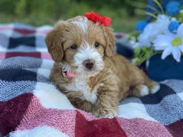 Labradoodle puppies for sale, Teacup Labradoodle, Mini Labradoodle puppies for sale, Miniature labradoodle puppies for sale near me, Labradoodle, labradooodle for sale, labradoodle puppy, Mini doodle dogs, doodle dog, hypoallergenic dogs